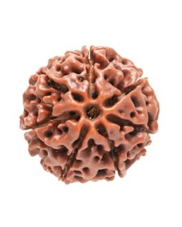 Lottery Rudraksha